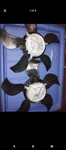 19 20 21 22 23 24, Chevrolet, Radiator Fan Lh & Rh Set, PN:86777556 86777555. Fixed Price $450.00.