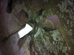 95-02 Dodge 1500 Van Fan Clutch 3.9 Liter. Fixed Price $53.71.
